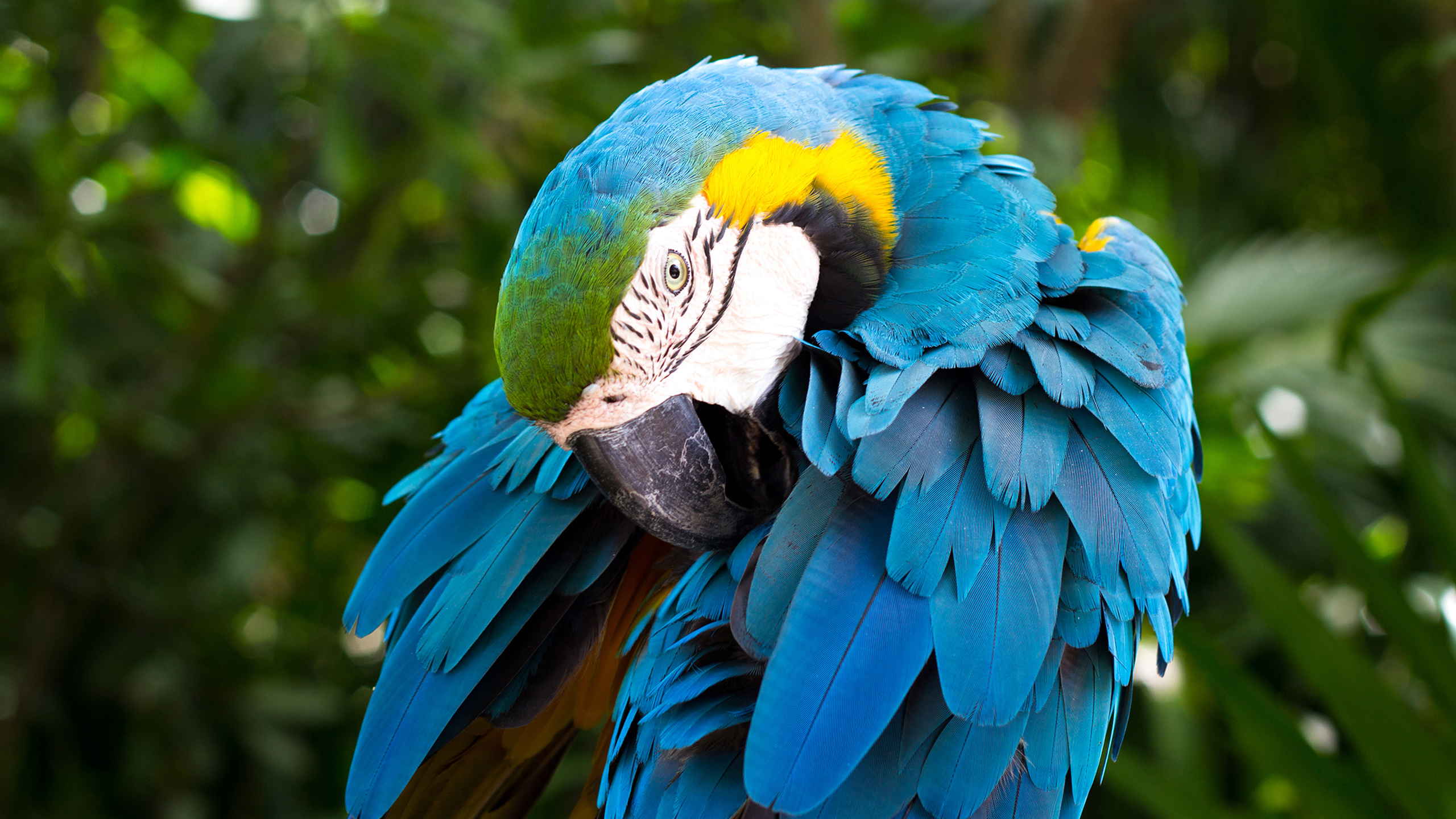 Blue and yellow Macaw661341473 - Blue and yellow Macaw - yellow, Macaw, Family, blue, and